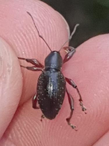 Otiorhynchus clavipes